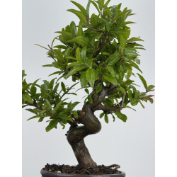 Punica granatum nejikan I-8619 view 3