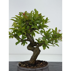 Punica granatum -granado- nejikan I-8619 vista 4
