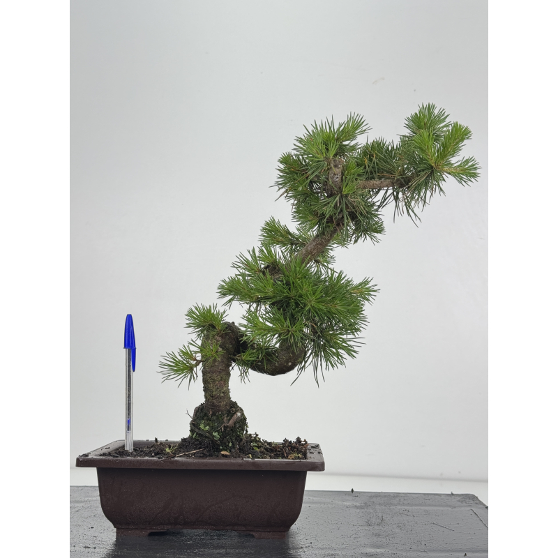 Pinus sylvestris I-8621