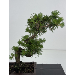 Pinus sylvestris -pino s- europeo- I-8621 vista 2