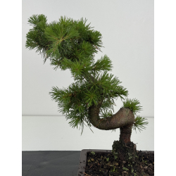 Pinus sylvestris -pino s- europeo- I-8621 vista 3