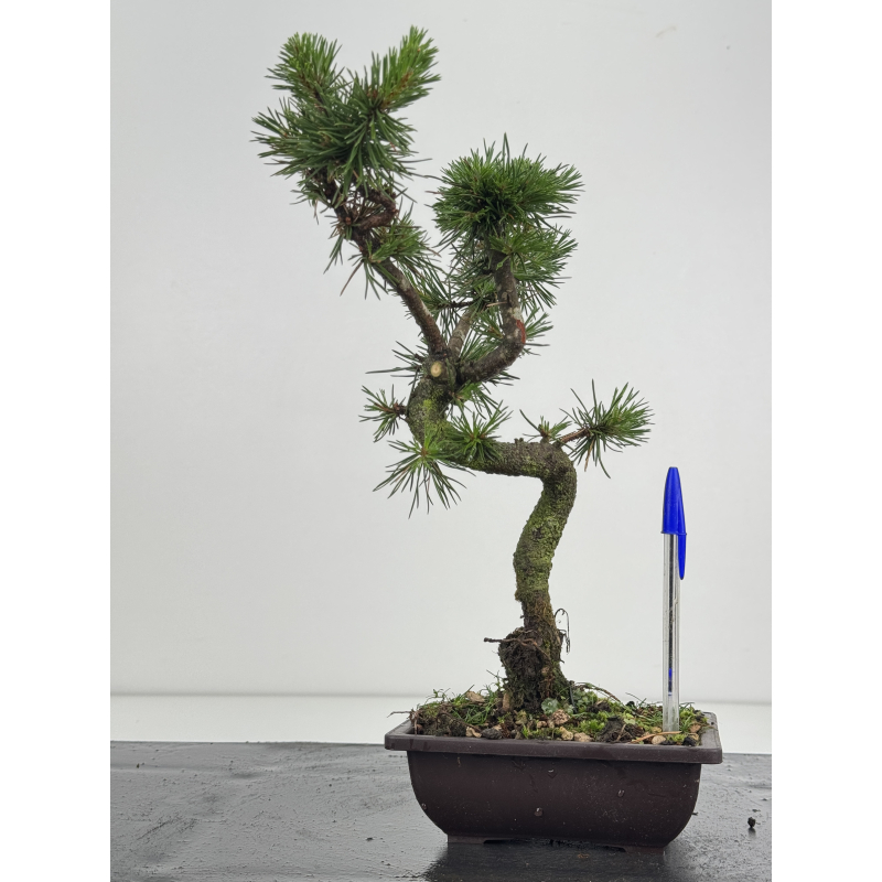 Pinus sylvestris -pino s- europeo- I-8622