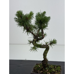 Pinus sylvestris -pino s- europeo- I-8622 vista 2