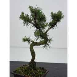 Pinus sylvestris I-8622 view 3