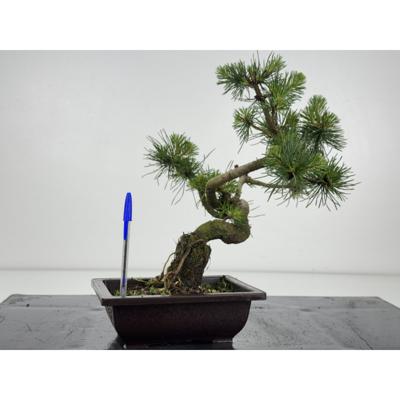 Pinus sylvestris I-8623