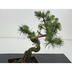 Pinus sylvestris I-8623 view 2