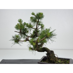 Pinus sylvestris -pino s- europeo- I-8623 vista 3