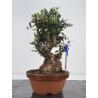 Olea europaea sylvestris -olivo acebuche- I-8620