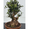 Olea europaea sylvestris -olivo acebuche- I-8620 vista 2