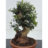 Olea europaea sylvestris -olivo acebuche- I-8620 vista 3