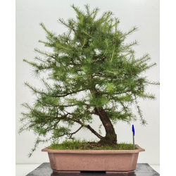 Larix decidua I-8624