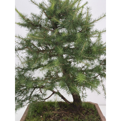 Larix decidua -alerce europeo- I-8624 vista 2