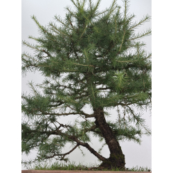 Larix decidua -alerce europeo- I-8624 vista 3