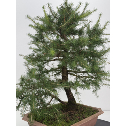 Larix decidua -alerce europeo- I-8624 vista 4
