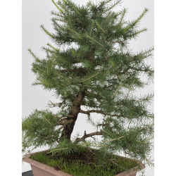 Larix decidua I-8624 view 5