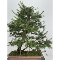 Larix decidua -alerce europeo- I-8624 vista 6