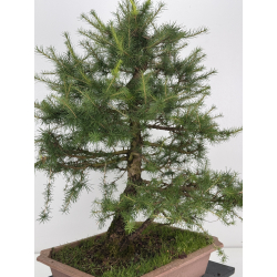 Larix decidua I-8624 view 7