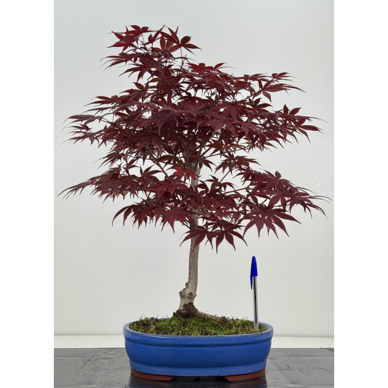 Acer palmatum shojo-nomura I-8626