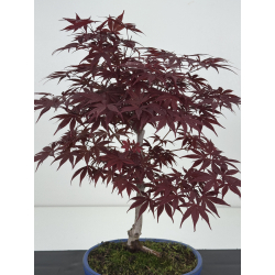 Acer palmatum shojo-nomura I-8626 vista 2
