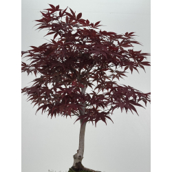 Acer palmatum shojo-nomura I-8626 vista 3