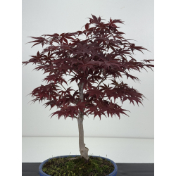 Acer palmatum shojo-nomura I-8626 vista 4