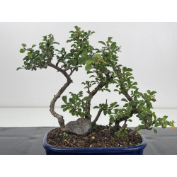 Chaenomeles chojubai I-8627 vista 2