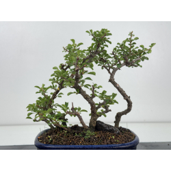 Chaenomeles chojubai I-8627 vista 3