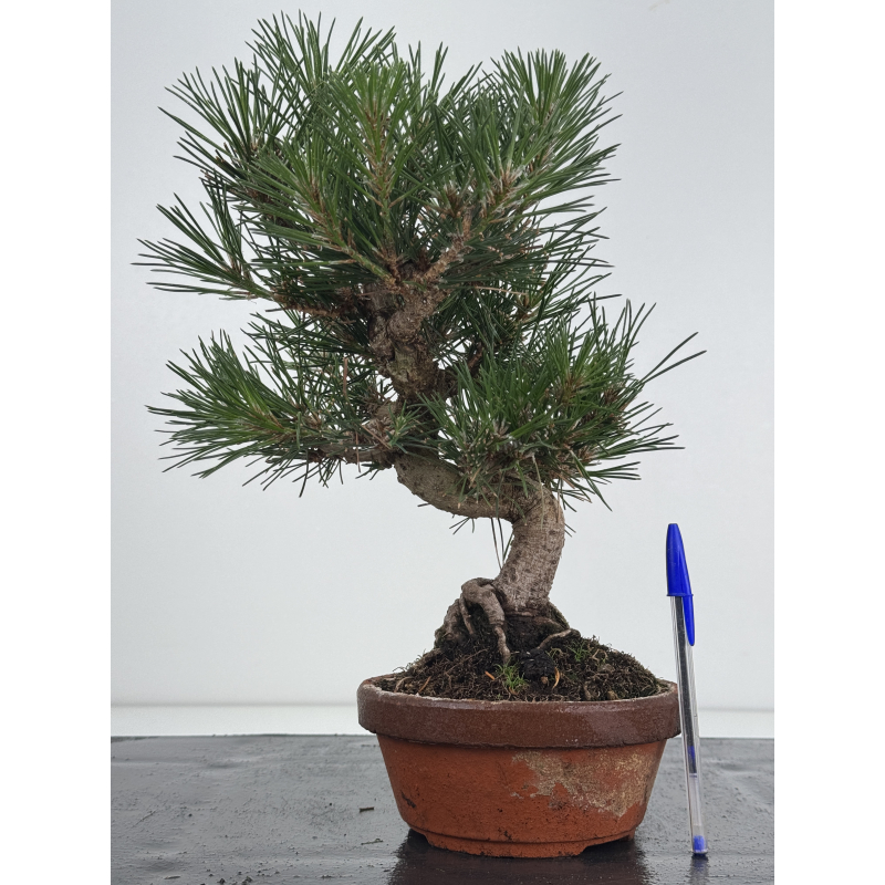Pinus thunbergii  I-8628