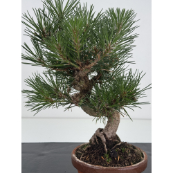 Pinus thunbergii  I-8628 view 2