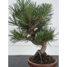 Pinus thunbergii -pino negro japonés- I-8628 vista 2