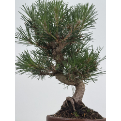 Pinus thunbergii -pino negro japonés- I-8628 vista 3