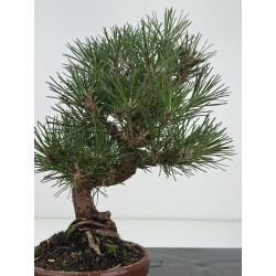 Pinus thunbergii  I-8628 view 4