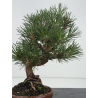 Pinus thunbergii  I-8628 view 4
