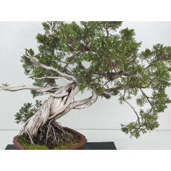 Juniperus sabina A01616 view 2