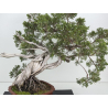 Juniperus sabina A01616 view 2