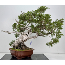 Juniperus sabina -sabina rastrera- A01616