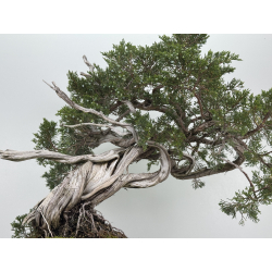 Juniperus sabina -sabina rastrera- A01616 vista 3