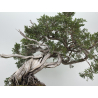 Juniperus sabina A01616 view 3