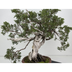 Juniperus sabina -sabina rastrera- A01616 vista 4
