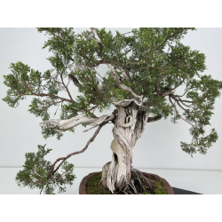 Juniperus sabina A01616 view 5
