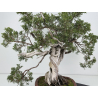 Juniperus sabina -sabina rastrera- A01616 vista 5