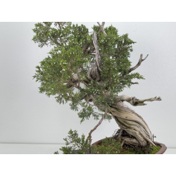 Juniperus sabina -sabina rastrera- A01616 vista 6