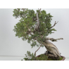Juniperus sabina A01616 view 6