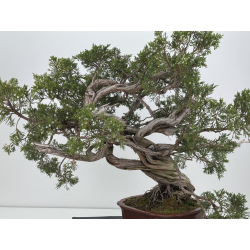Juniperus sabina -sabina rastrera- A01616 vista 7
