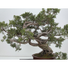 Juniperus sabina A01616 view 7