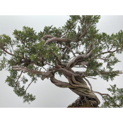 Juniperus sabina A01616 view 8