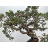 Juniperus sabina A01616 view 8