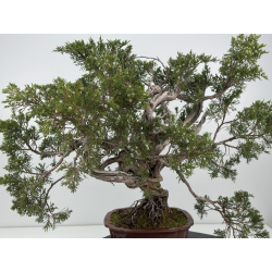 Juniperus sabina A01616 view 9