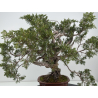 Juniperus sabina A01616 view 9