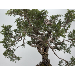 Juniperus sabina -sabina rastrera- A01616 vista 10